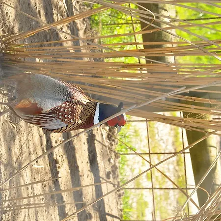 Saint Michel Camping